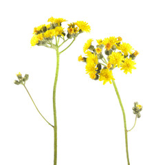 Yellow flowers of hawkweed isolated on white background
