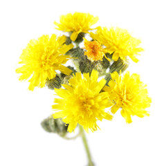 Yellow flowers of hawkweed isolated on white background
