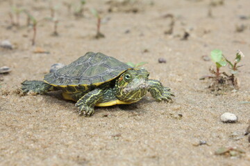 Baby Turtle