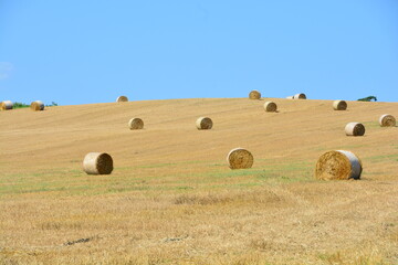 Obraz premium ムギロールが広がるムギ畑