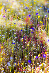 Utricularia delphinoides Thor.ex Pell. flower with small bokeh