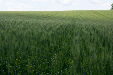 緑の夏のムギ畑