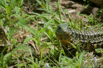 kind of reptil in half the vegetation
