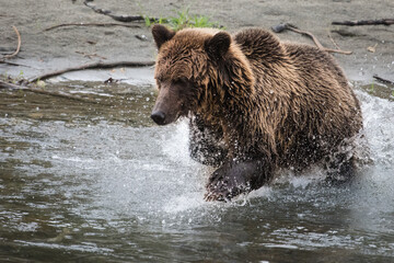 Fototapeta na wymiar Grizzly bear hunting for Salmon near Bella Coola, BC