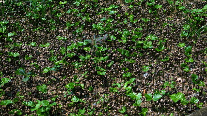 Coffee sapling. Arabica and Robusta coffee trees, coffee plantation.