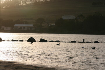Fototapeta premium river mouth early morning #1