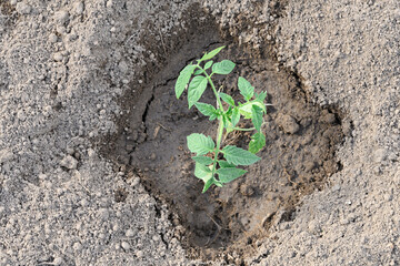 A lone tomato seedling planted in soil and watered, top view