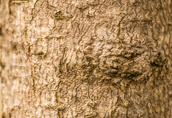 brown rough tree bark 