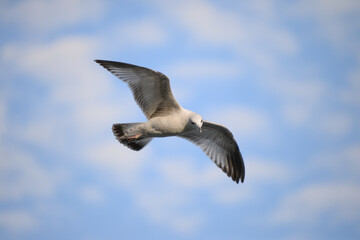 Gull in Flight