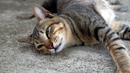 Cat sleeps on the floor