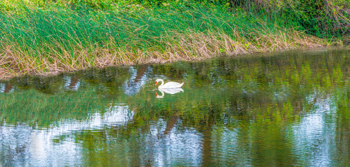 Swan on pond with reflection