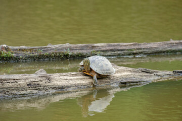 Turtle on a log
