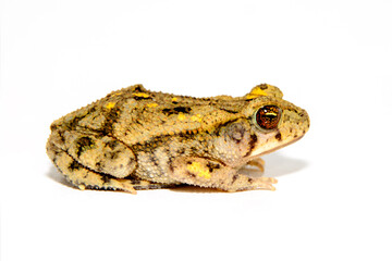 Great Plains toad, Anaxyrus cognatus, on white background full side view