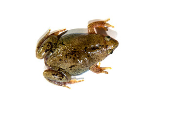 Great Plains Narrow-mouth Toad -- Gastrophryne olivacea, Top view