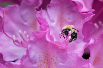Bumblebee
