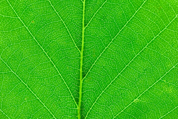 close up on green leaf texture background