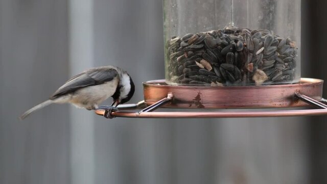 Chickadee eating seeds on a bird feeder.