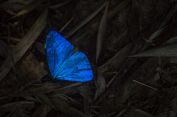 buttefly in the color blue celestial in the middle of leaves dry