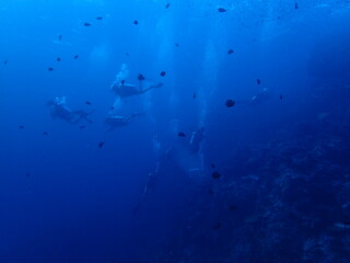 Fototapeta na wymiar インド洋を泳ぐダイバーのグループ