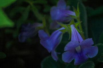 flower in the color blue indigo