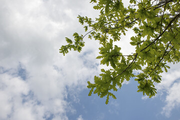 Fototapeta premium Tree Leaves and Branches Over Clouds and Blue Sky