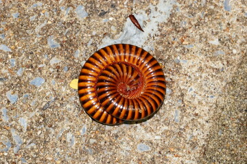 millipede
