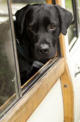 Black Dog Peering Over a Vehicle's Window