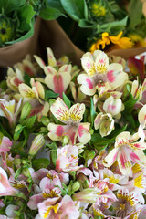 Bunch of Alstromerias with Copy Space