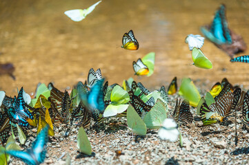 Group of butterflies puddling on the ground and flying in nature, Thailand Butterflies swarm eats minerals in Ban Krang Camp, Kaeng Krachan National Park at Thailand - obrazy, fototapety, plakaty