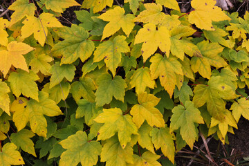 late fall plant  and leafs colors