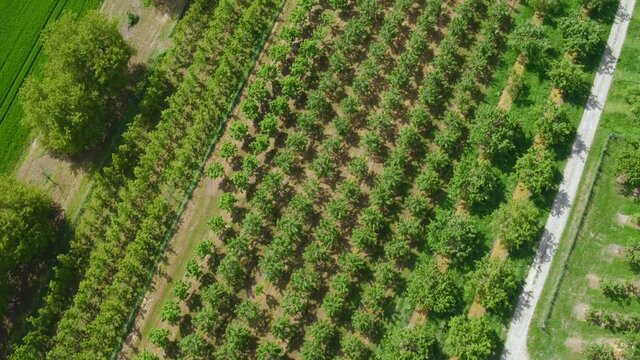 Aerial view of fruit tree plantation - Rheingau, Germany