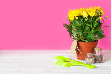 Potted plants in pots. Transplanting flowers. Pink background.