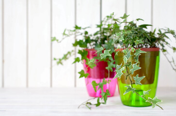Potted plants in pots. Transplanting flowers. White background.