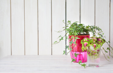 Potted plants in pots. Transplanting flowers. White background.