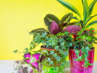 Potted plants in pots. Yellow background.