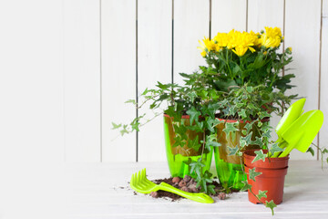 Potted plants in pots. Transplanting flowers. White background.
