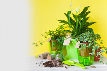 Potted plants in pots. Yellow background.