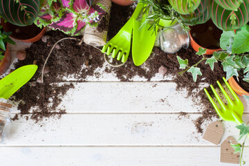 Potted plants in pots. Transplanting flowers. White background.