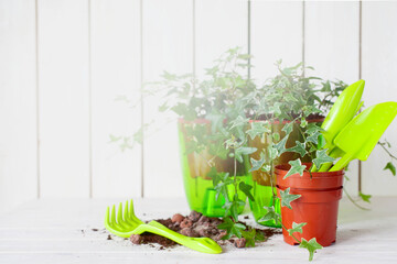 Potted plants in pots. Transplanting flowers. White background.