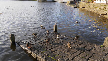Birds on stone dock