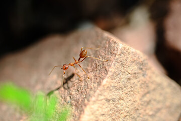 ant 