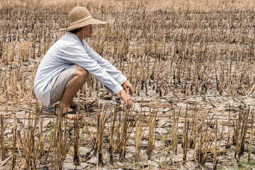 Poor farmer in a rice field during the long drought. Because of the lack of water in agricultural area.