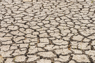 Contraction and desiccation cracks in dry earth. Because of the lack of water in the soil.