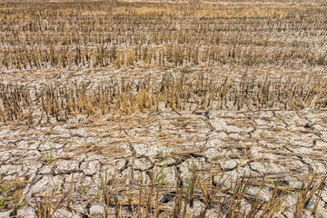Rice fields with cracks in dry earth during the long drought. Because of the lack of water in...