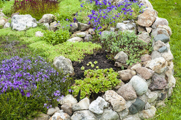 Fragment of the Alpine hill with flowers