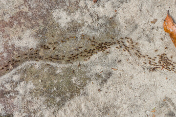 Colonies of ants. They are social insects animal.