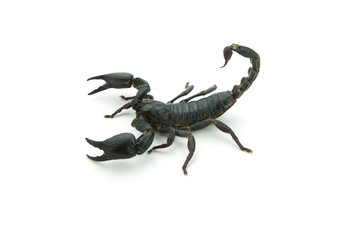 Closeup Scorpion isolated on white background