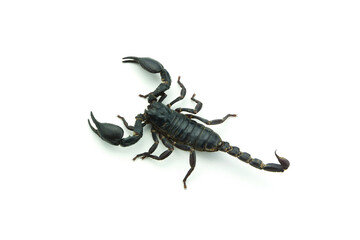 Closeup Scorpion isolated on white background