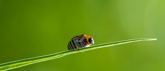 ladybug on leaf