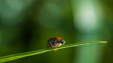 ladybug on leaf
